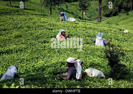 Tee-Pflückerinnen Kommissionierung Teeblätter auf Immobilien in der Nähe von Maskeliya in Sri Lanka Hochland Stockfoto