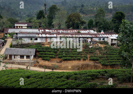 Tee-Plantage Gemeinschaft Wohnungsbau im Hochland von Sri Lanka Stockfoto