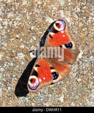 Abinger in Surrey Hills in der Nähe von Dorking, England, UK. 9. März 2014. Die europäischen Peacock Butterfly Gattung Inachis Io, gesehen hier sonnen sich in der ersten Frühlingssonne. Es ist eine auf die frühesten UK Schmetterlinge aus dem Ruhezustand entstehen. Die markanten Auge-Spots die ähneln die Schwanzfedern ein Pfau werden als ein Anti-Predator-Mechanismus verwendet. Bildnachweis: Julia Gavin/Alamy Live-Nachrichten Stockfoto