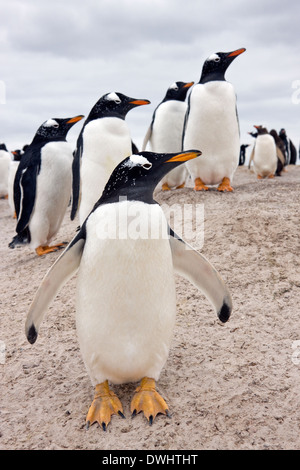 Gentoo-Pinguin-Kolonie (Pygoscelis Papua) - Volunteer Point in East Falkland auf den Falklandinseln. Stockfoto