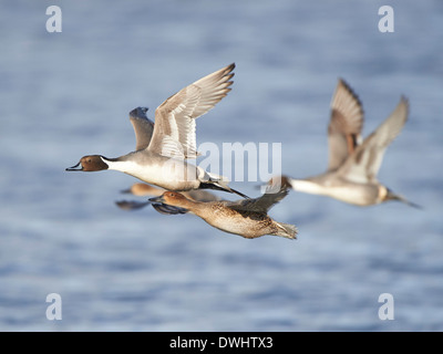 Spießente im Flug Stockfoto