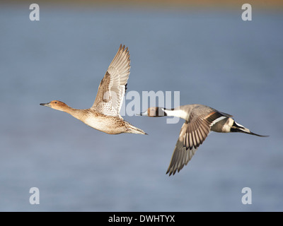 Spießente im Flug Stockfoto