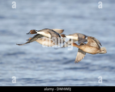 Spießente im Flug Stockfoto