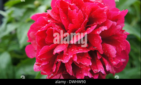 Makro-Bild der Pfingstrose Rose. Stockfoto