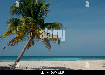 Karibik, Bezirk von Belize, Goff Caye, Belize, beliebte Barrier Reef Island nur abseits der Küste von Belize City. Stockfoto