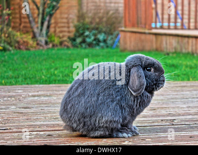 Kaninchen Sie auf Terrassendielen im Garten Stockfoto