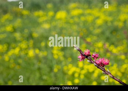 Baum mit rosa Blüten mit gelbem Hintergrund Stockfoto