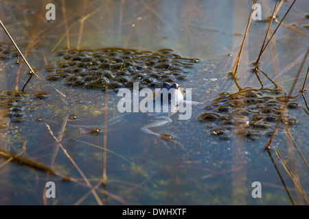 Moor-Frosch (Rana Arvalis) schwimmen in der Nähe von Brut in einem See. Männliche Moor Frösche blau während der Paarungszeit. Stockfoto