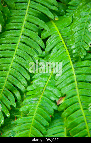 Hirsch-Farn (Blechnum spicant) entlang Drift Creek Falls Trail, Siuslaw National Forest, Oregon Stockfoto