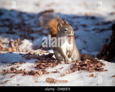 Eine nette amerikanische rote Eichhörnchen (Tamiasciurus Hudsonicus) mit einem Tannenzapfen in den Mund im Winter. Edmonton, Alberta, Kanada. Stockfoto