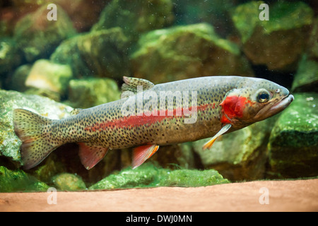 Eine männliche Regenbogenforelle (Oncorhynchus Mykiss) in einem Aquarium im Royal Alberta Museum in Edmonton, Alberta, Kanada. Stockfoto