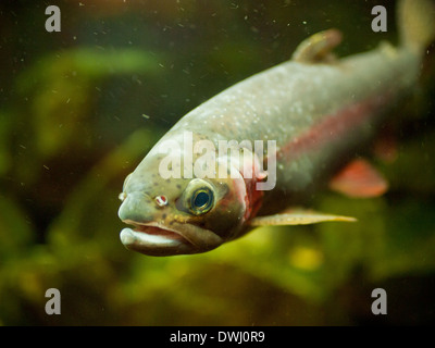 Eine männliche Regenbogenforelle (Oncorhynchus Mykiss) in einem Aquarium im Royal Alberta Museum in Edmonton, Alberta, Kanada. Stockfoto