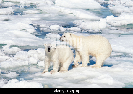 Eisbär-Mutter mit Roaring Jährling Cub, Ursus Maritimus, Olgastretet Packeis, Spitzbergen, Svalbard-Archipel, Norwegen Stockfoto