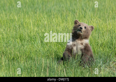 Grizzly Bear Frühling Cub mit weißem Kragen und Flecken, Ursus Arctos, Essen Segge Rasen, Lake-Clark-Nationalpark, Alaska, USA Stockfoto