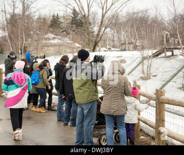 Menschen fotografieren und beobachten in der arktischen Wolf anzeigen auf dem Toronto Zoo auf einem kalten bewölkten Wintertag Stockfoto