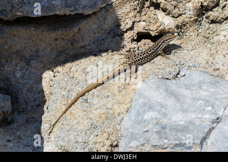 Mauereidechse (Podarcis Muralis) auf Felsen im Nationalpark Galicica, Ohrid, Mazedonien Stockfoto