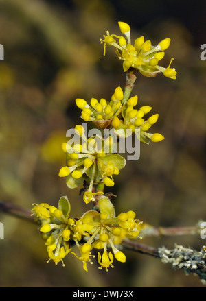 Varigated Cornelian Cherry Blume "Aurea Elegantissima' - Cornus mas Stockfoto