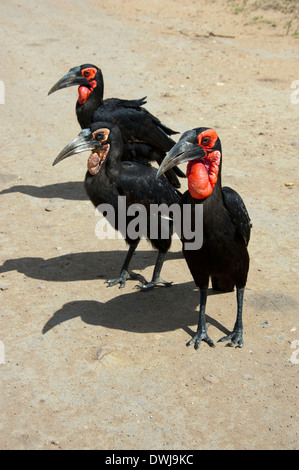 Südliche Hornrabe Stockfoto