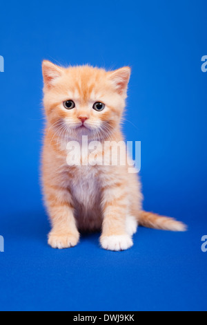 Ginger schottischen reinrassige Katze sitzt auf blauem Hintergrund Stockfoto