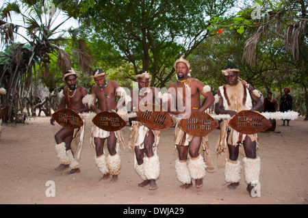 Traditioneller Tanz, Zulu-Dorf Stockfoto