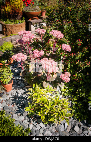 Kleine englische Patio-Garten mit Sedum in Blüte Stockfoto