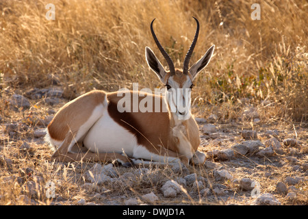 Springbock (Antidorcus Marsupialis) im Etosha Nationalpark in Namibia Stockfoto