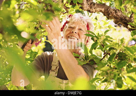 Gerne ältere Frau, die Beschneidung getrockneten Knospen aus dem Baum. Ältere Dame Gartenbau auf ihrem Bauernhof lächelnd Stockfoto