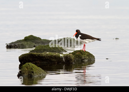 Eine eurasische Austernfischer (Haematopus Ostralegus) sitzen auf einige kleine Felsen im Meer Stockfoto