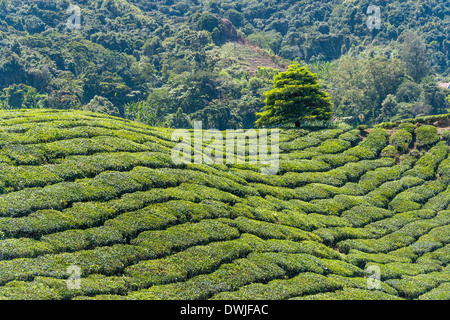 Eine Teeplantage in den Cameron Highlands Stockfoto