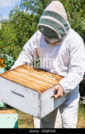 Imker mit Waben-Kiste am Bienenstand Stockfoto