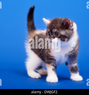 Tricolor schottischen reinrassige Katze sitzt auf blauem Hintergrund Stockfoto