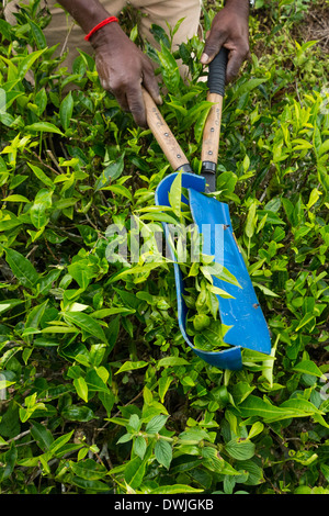 Ernte von Tee in den Cameron Highlands Stockfoto