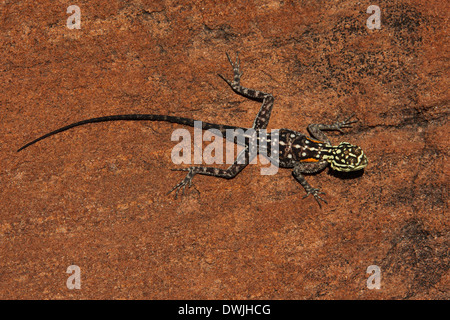 Namibische Rock Agama (Agama Planiceps) im Damaraland in Namibia Stockfoto