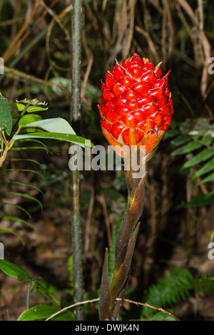 Wilder Ingwer wächst in den Cameron Highlands Stockfoto