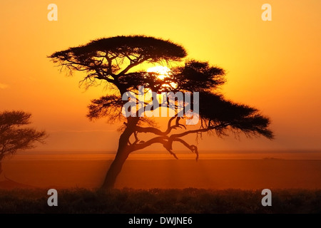 Sonnenaufgang im Etosha Nationalpark - Namibia Stockfoto
