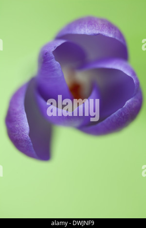 Crocus Vernus lila Blüte mit leuchtend orangefarbenen Staubfäden Stockfoto