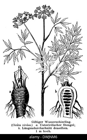 Wasser-hemlock Stockfoto