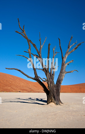 Dead Vlei in der Wüste Namib-Nuakluft in der Nähe von Sossusvlei in Namibia Stockfoto