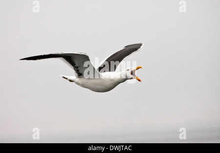 Eine Kelp Gull (Larus Dominicanus) im Flug entlang der Küste von Namibia Stockfoto