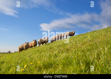 Schafherde auf der grünen Sommerweide, Holland Stockfoto