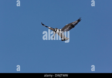 Pied Kingfisher (Ceryle Rudis) schwebt im Chobe Nationalpark in Botswana Stockfoto