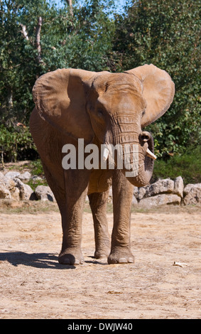 Afrikanischer Elefant (Loxodonta Africana) Stockfoto