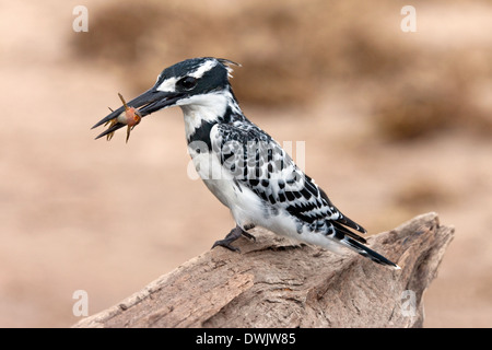 Pied Kingfisher (Ceryle Rudis) Fischfang im Chobe Nationalpark in Botswana Stockfoto