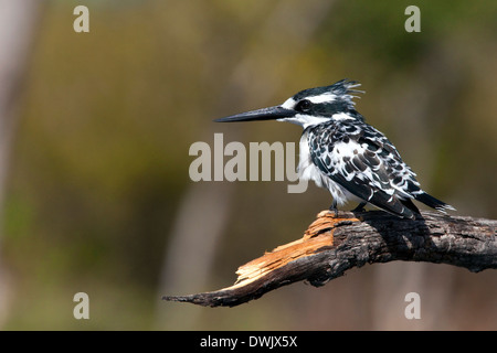 Pied Kingfisher (Ceryle Rudis) im Chobe Nationalpark in Botswana Stockfoto