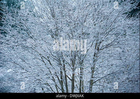 Eingehüllt in Eis und Schnee beladene Zweige der ein Ahornbaum zeigen die Schönheit des Winters nach einem Eissturm in Atlanta, Georgia. Stockfoto