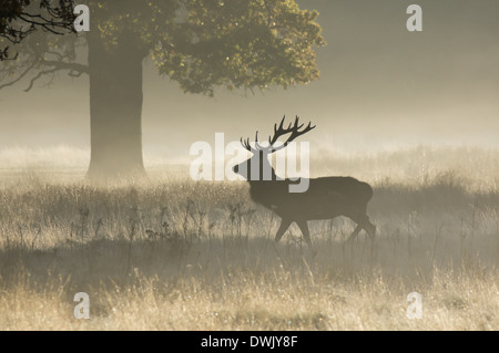 Rotdeer (Cervus Elaphus)-Hirsch an einem nebligen Morgen Stockfoto
