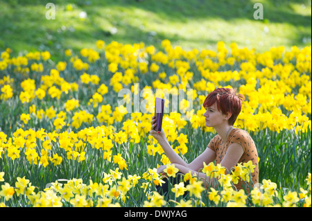 Eine Mädchen liest ein Ebook auf dem Lande, umgeben von Narzissen Stockfoto