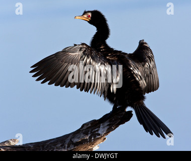 Afrikanische Reed Kormoran (Phalacrocorax Africanus) seine Flügel in der Sonne trocknen, nach dem Tauchen in den Chobe Fluss in Botsuana Stockfoto