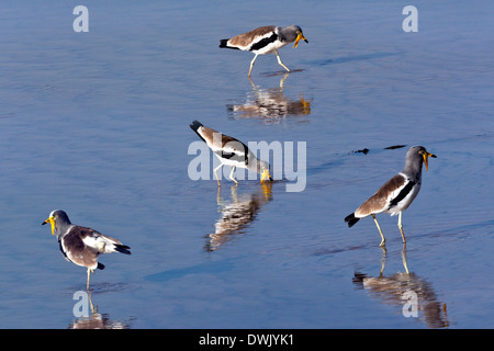 Eine Gruppe von der seltenen afrikanischen Flecht-Kiebitz (Vanellus Senegallus) auf dem Chobe River im Norden Botswanas. Stockfoto