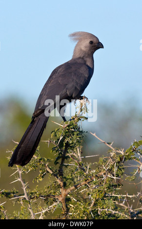 Graue Lourie oder Go-Away Bird (Corythaixoides Concolor) in der Savuti Region von Botswana Stockfoto